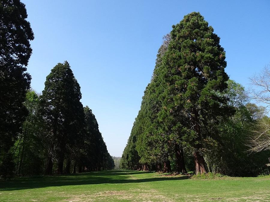 ALLEE SEQUOIAS