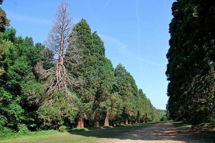 Mennecy - Immobilier - CENTURY 21 J.M. Conseil - Allée des séquoias - Parc de Villeroy